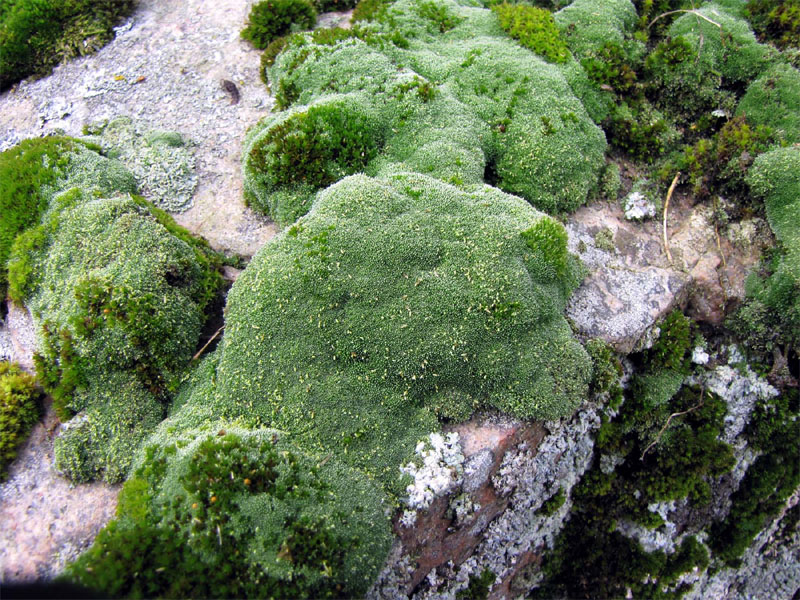 Plagiobryum zieri